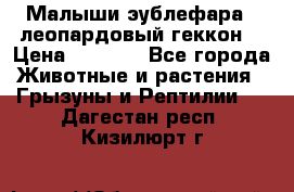 Малыши эублефара ( леопардовый геккон) › Цена ­ 1 500 - Все города Животные и растения » Грызуны и Рептилии   . Дагестан респ.,Кизилюрт г.